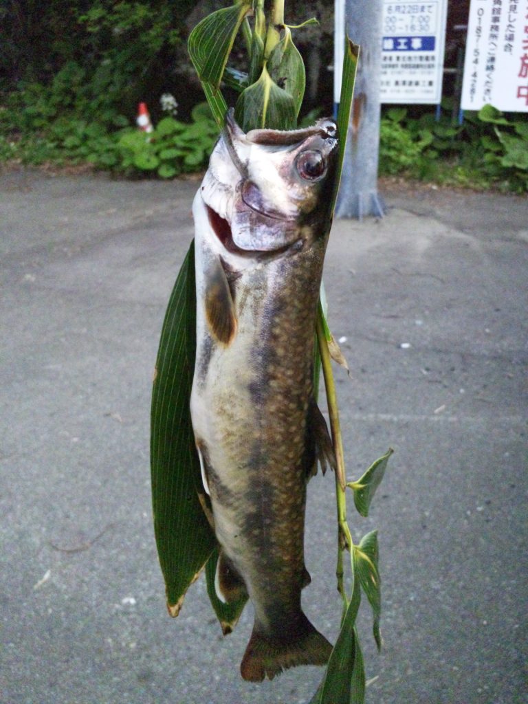 仙岩トンネル付近のいわな